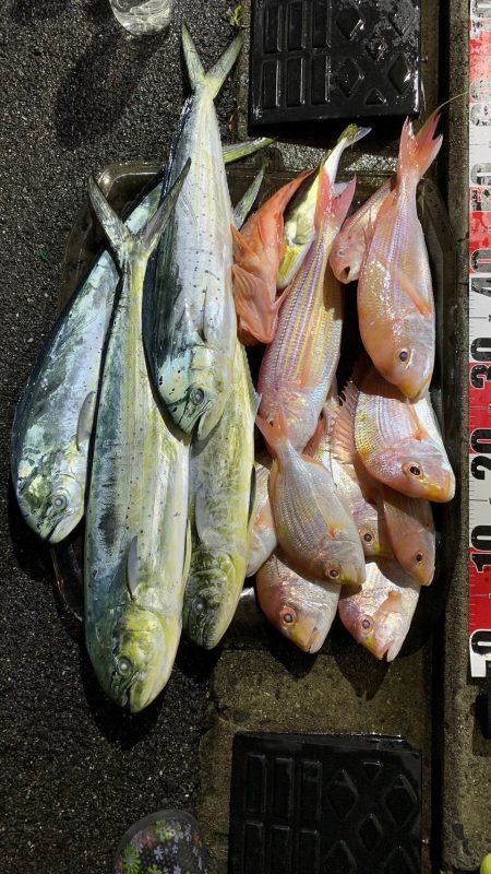 アマダイを求めてボート釣行