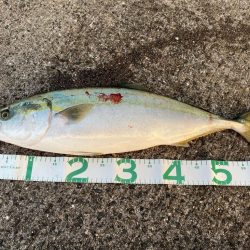 ショアジギング　ハマチ