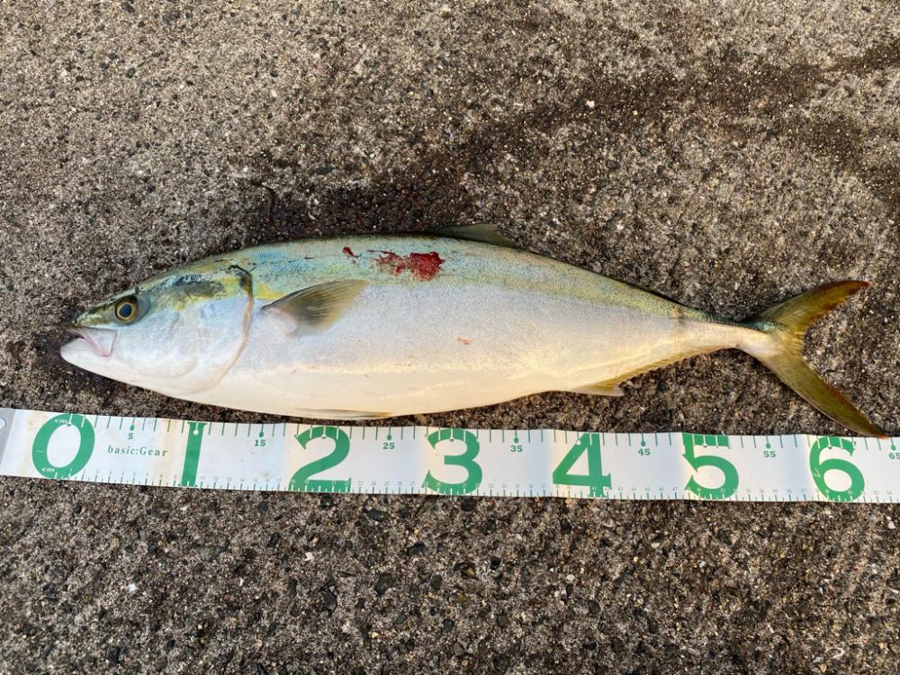 ショアジギング ハマチ