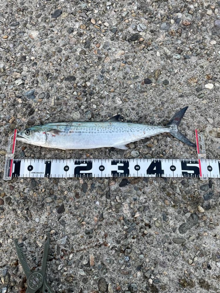 アジングでサゴシ