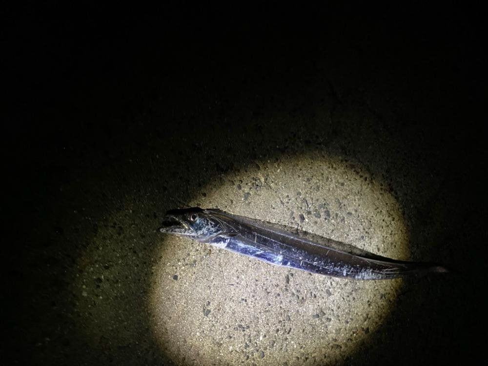 超初心者の釣り記録🎣②