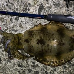 明石でエギング