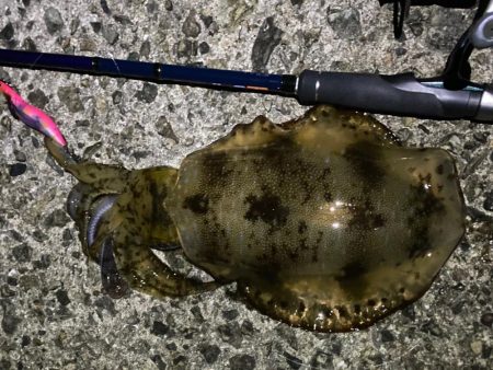 明石でエギング