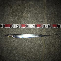 ウキでタチウオ