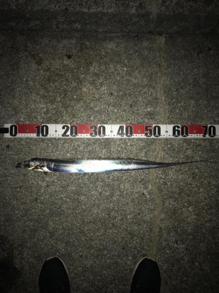 ウキでタチウオ