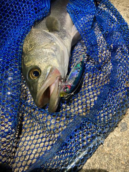 シーバスフィッシング