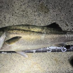 ランカーと五目