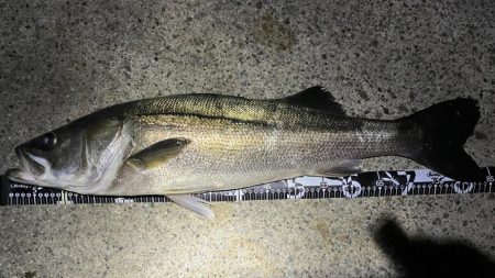 ランカーと五目