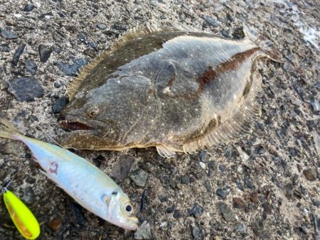 胴突き仕掛けでヒラメにゃ！