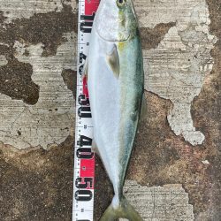 久しぶりに釣れました