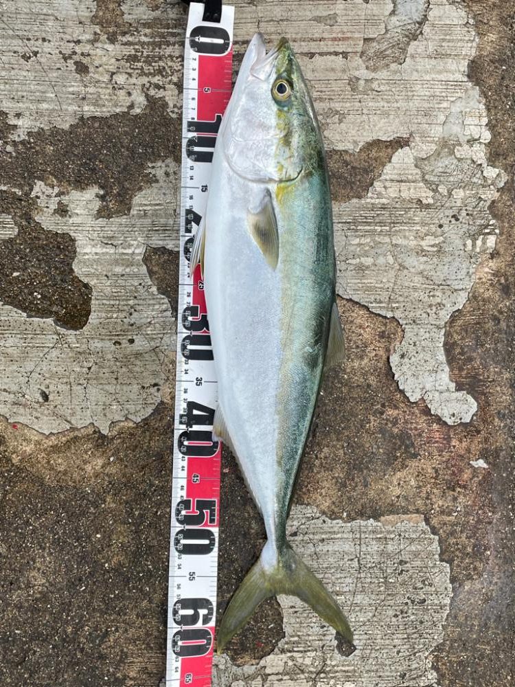 久しぶりに釣れました