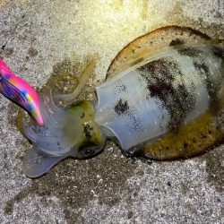 深夜のエギング