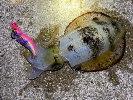 深夜のエギング