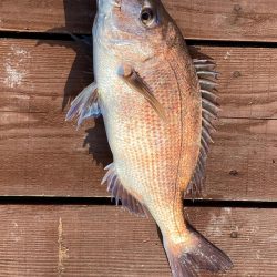じゃのひれ　海上釣り堀