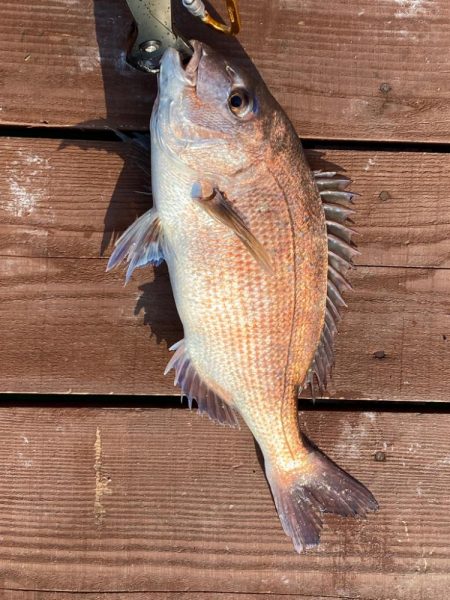 じゃのひれ　海上釣り堀