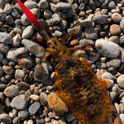 まだいけるぅ！