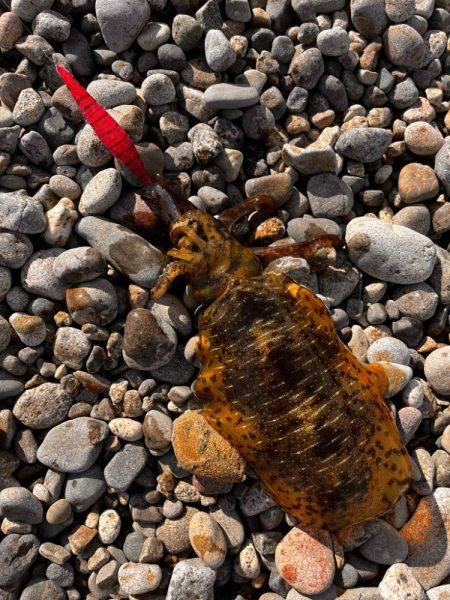 まだいけるぅ！