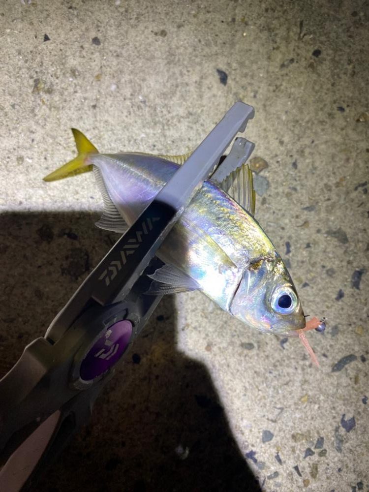 アジング2回目で初つ抜けと珍ゲスト