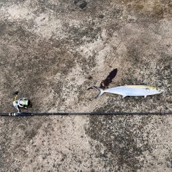 マイクロベイトパターン攻略できず