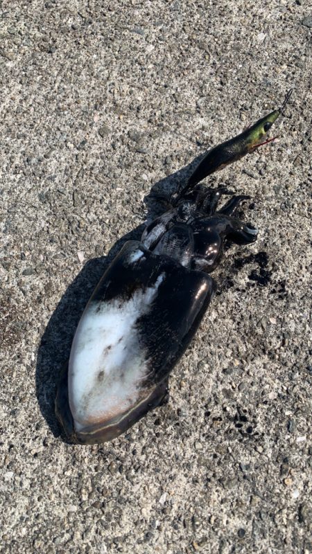 初めての淡路島ランガンエギングですが…