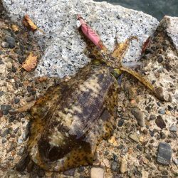 風裏のポイントで