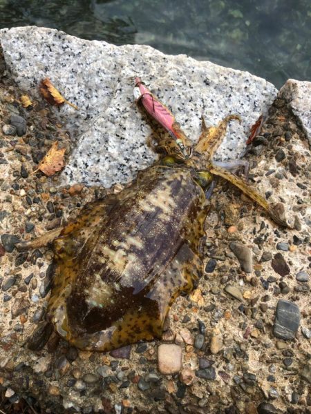 風裏のポイントで