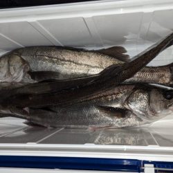 ボートシーバス