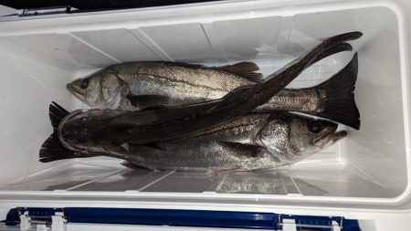 ボートシーバス