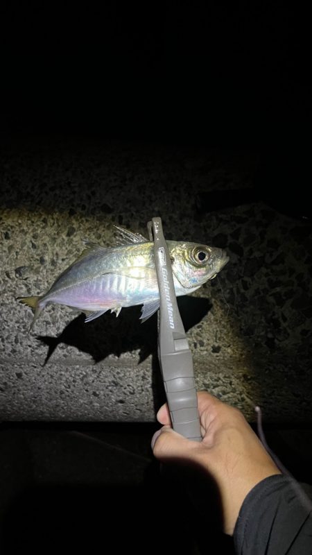 美味しい鯵(о´∀`о)