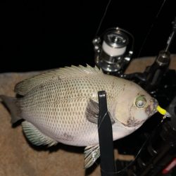 またまたアジングで六目達成♪