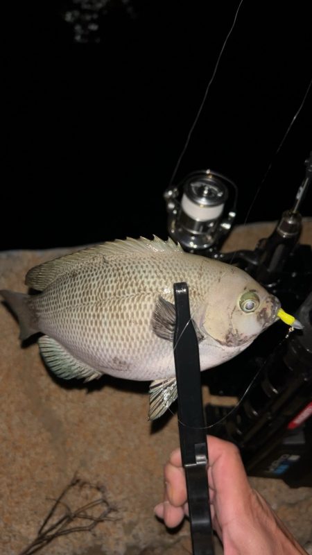 またまたアジングで六目達成♪