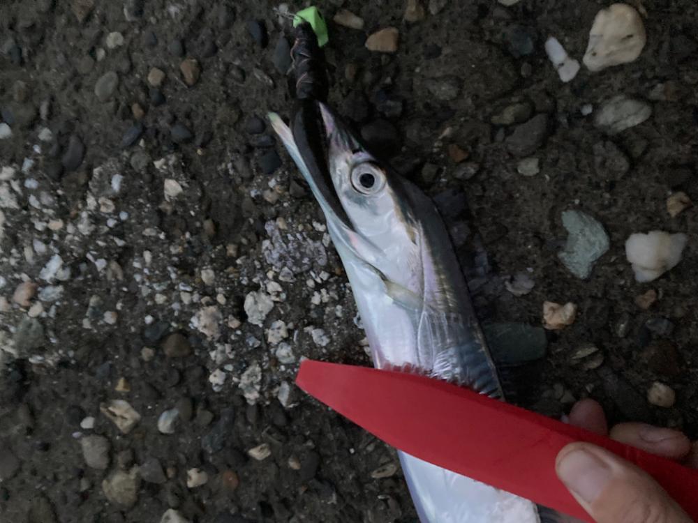 太刀魚13匹