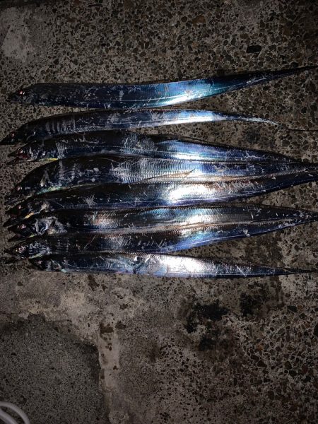 タチウオ、再々来！