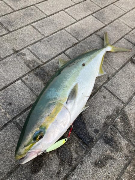 青牙不在。何とかギリメジロ1本。。