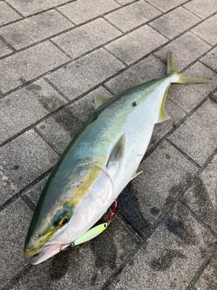 青牙不在。何とかギリメジロ1本。。