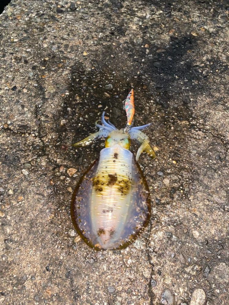 アオリとシーバス