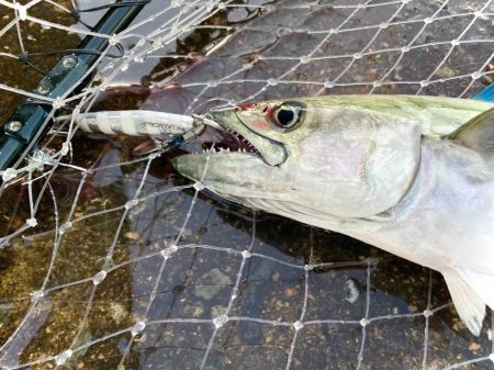 岸和田一文字、ちょっと良くなってきたにゃ？…