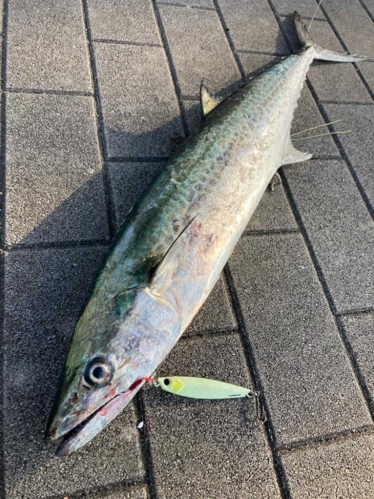 湾奥水潮。。ワンチャン青牙72cm。。。