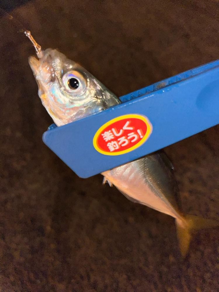 中アジ探して‥