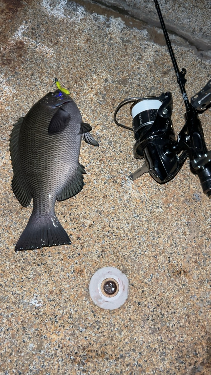 初めてのシマイサキ