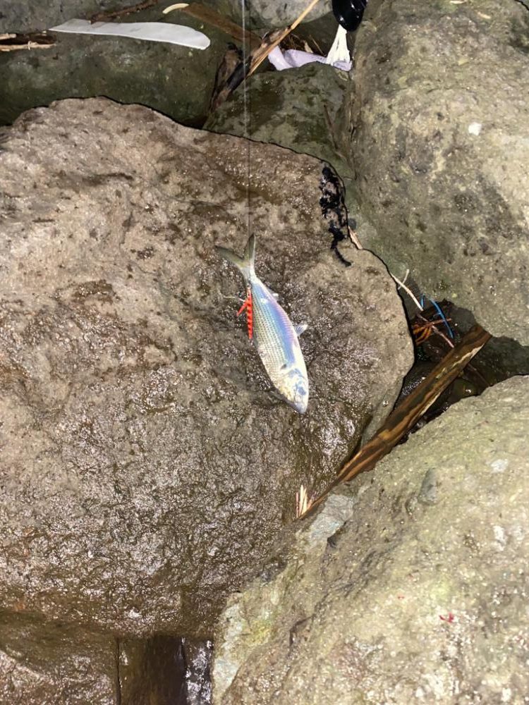 ランカーシーバス