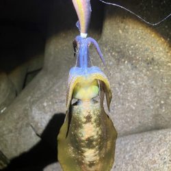 アオリ🦑　大分渋くなってき…
