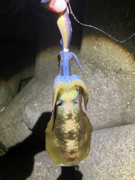 アオリ🦑　大分渋くなってき…