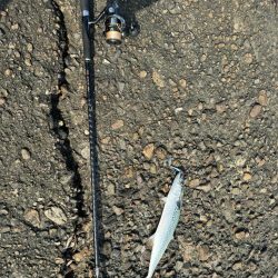 ショアジギ調査