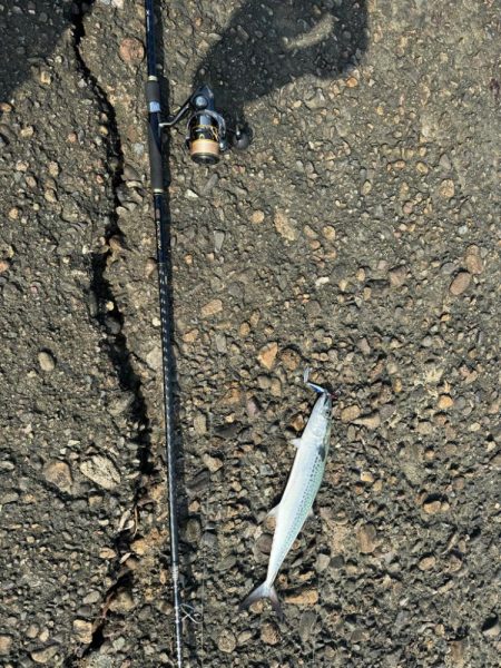 ショアジギ調査