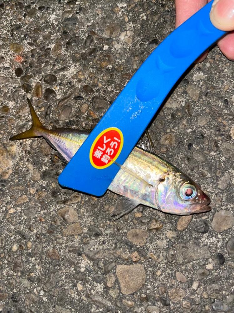 中アジ求めて‥