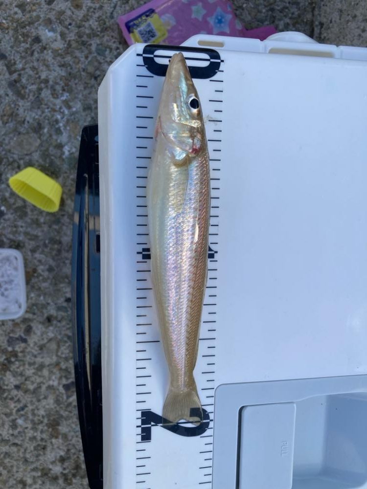 江井ヶ島釣行！