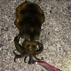 【志摩エリア】爆風エギング