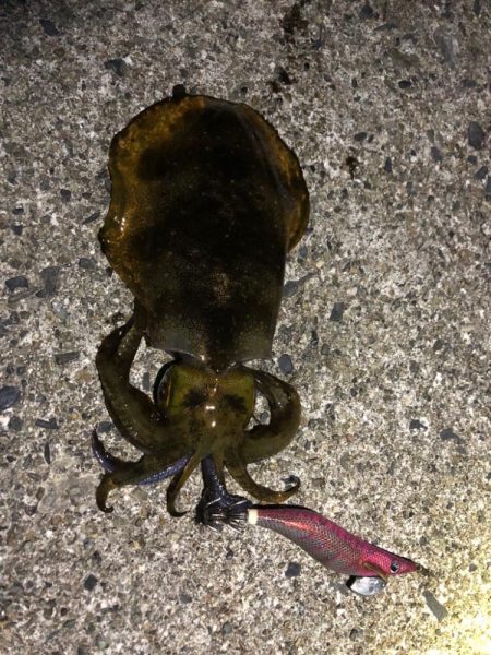 【志摩エリア】爆風エギング