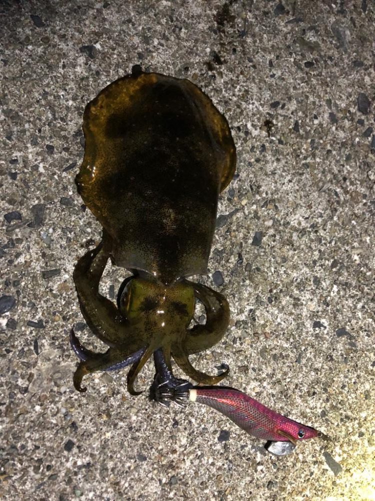 【志摩エリア】爆風エギング